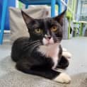 Photo of Sylvester