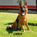 Photo of Chief