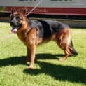 Photo of Chief