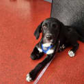 Photo of Shadow