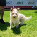 Photo of Bohdi