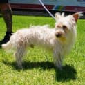 Photo of Bohdi