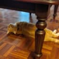 Photo of Celeste