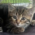 Photo of Puffin