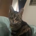 Photo of Molly 'Monkey'