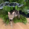 Photo of Molly 'Monkey'
