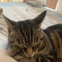 Photo of Molly 'Monkey'