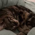 Photo of Molly 'Monkey'