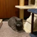 Photo of Phoebe