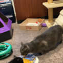 Photo of Phoebe