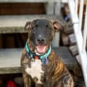 Photo of Sy   8 Month Old Staffy X (Trial)