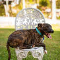 Photo of Sy   8 Month Old Staffy X (Trial)