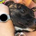 Photo of Sy   8 Month Old Staffy X (Trial)