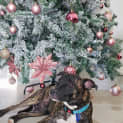 Photo of Sy   8 Month Old Staffy X (Trial)