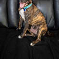 Photo of Sy   8 Month Old Staffy X (Trial)