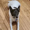 Photo of Spike 8 Year Old Fox Terrier (Trial)