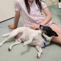 Photo of Spike 8 Year Old Fox Terrier (Trial)