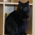 Photo of Loki