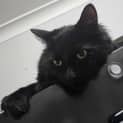 Photo of Loki
