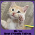 Photo of Bertie