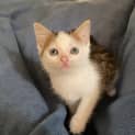 Photo of Pickles
