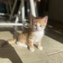 Photo of Pumpkin