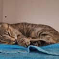 Photo of Kite