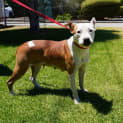 Photo of Star