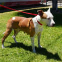 Photo of Star