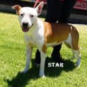 Photo of Star