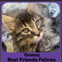Photo of Gomez