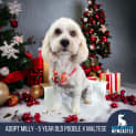 Photo of Milly 5 Year Old Poodle X Maltese (Hold)