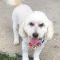 Photo of Milly 5 Year Old Poodle X Maltese (Hold)