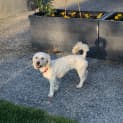 Photo of Milly 5 Year Old Poodle X Maltese (Hold)