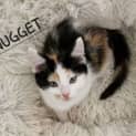 Photo of Nugget