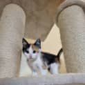 Photo of Bindi