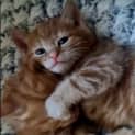Photo of Pumpkin