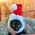 Photo of Diva 
