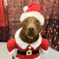 Photo of Nala