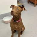 Photo of Nala