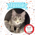 Photo of Jassie *9 Lives Project Rescue*