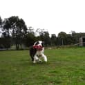 Photo of Benji