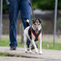 Photo of Jetta