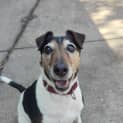 Photo of Jetta