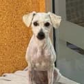 Photo of Buddy