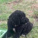 Photo of Comet