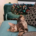 Photo of Toto