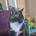 Photo of Calypso