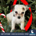 Photo of Peppermint 8 Week Old Jack Russell Terrier (Hold