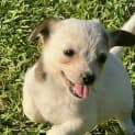 Photo of Peppermint 8 Week Old Jack Russell Terrier (Hold